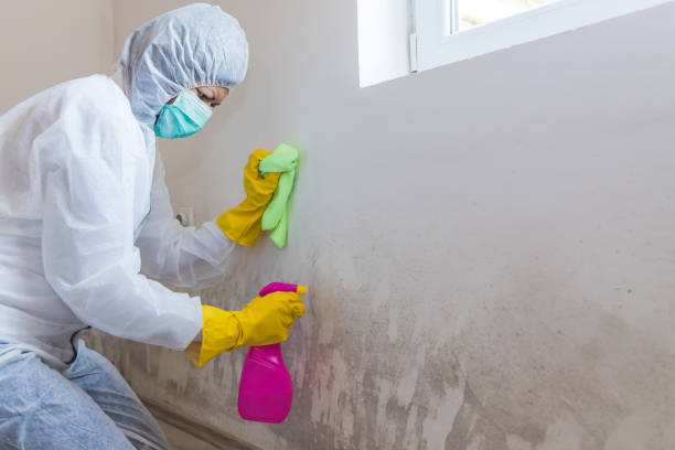 Best Emergency Mold Remediation in Linntown, PA